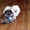 Красивые, породистые щенки померанского шпица - Изображение #4, Объявление #1533415