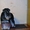 Щенки цвергшнауцера черный с серебром  с документами РКФ. - Изображение #2, Объявление #1534128