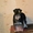 Щенки цвергшнауцера черный с серебром  с документами РКФ. - Изображение #1, Объявление #1534128