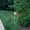 Озеленение рулонным и посевным газоном с гарантией 5 лет - Изображение #1, Объявление #1555945