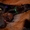 Продам щенков Тайского Риджбека от родителей Чемпионов - Изображение #1, Объявление #1570710