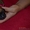 Продам щенков Тайского Риджбека от родителей Чемпионов - Изображение #2, Объявление #1570710