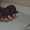 Продам щенков Тайского Риджбека от родителей Чемпионов - Изображение #3, Объявление #1570710