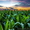 Продам фуражную кукурузу 6 000 тонн - Изображение #3, Объявление #1576524