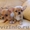   Шикарные щенки Чихуахуа  - Изображение #2, Объявление #1595367