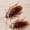 Клопы, тараканы, муравьи, блохи. Быстро Надежно - Изображение #1, Объявление #1597278