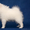 Японский шпиц – щенки в питомнике «Гратулари!» - Изображение #3, Объявление #1581535