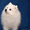 Японский шпиц – щенки в питомнике «Гратулари!» - Изображение #1, Объявление #1581535