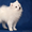 Японский шпиц – щенки в питомнике «Гратулари!» - Изображение #2, Объявление #1581535