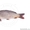 Продаем оптом и в розницу живую рыбу - Изображение #4, Объявление #776640