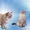 Сибирский,  Невский маскарадный котёнок  #1624513