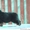 Щенки Бернского Зенненхунда из питомника С горы Мезмай - Изображение #1, Объявление #1623183