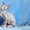 Отличные Котята канадского сфинкса - Изображение #1, Объявление #1621672