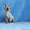 Отличные Котята канадского сфинкса - Изображение #3, Объявление #1621672