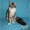 Продажа котят породы мейн-кун - Изображение #1, Объявление #1574052