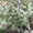Хвойные, лиственные растения из питомника оптом. - Изображение #3, Объявление #1639216