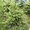 Хвойные,  лиственные растения из питомника оптом. #1639216