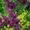 Хвойные, лиственные растения из питомника оптом. - Изображение #7, Объявление #1639216