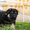 Щенки Восточноевропейской овчарки из питомника - Изображение #2, Объявление #1638134