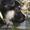 Щенки Восточноевропейской овчарки из питомника - Изображение #1, Объявление #1638134