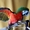  Гибрид попугаев ара Арлекин  - птенцы  из питомника