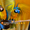 Сине желтый ара (ara ararauna) - ручные птенцы из питомника #644545