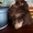 Шоколадный мальчик-мишка померанского шпица. С родословной, 3 месяца. - Изображение #3, Объявление #1649621