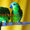 Синелобый амазон (Amazona aestiva aestiva) - ручные птенцы из питомника #1510789