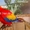 Красный ара (ara macao) - ручные птенцы из питомника