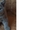 Британские котята питомника Mendeleev - Изображение #1, Объявление #1657496