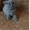 Британские котята питомника Mendeleev - Изображение #3, Объявление #1657496