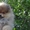 Подрощенные щенки померанского шпица - можно для вывоза - из питомника - Изображение #3, Объявление #1661126