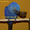 Попугаи ара - абсолютно ручные птенцы из  питомника - Изображение #4, Объявление #480042