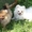 Подрощенные щенки померанского шпица - можно для вывоза - из питомника - Изображение #4, Объявление #1661126