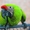 Зеленый ара (Ara ambigua) - ручные птенцы из питомника - Изображение #3, Объявление #656197