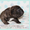 Щенки французского бульдога из питомника - Изображение #3, Объявление #1471478