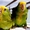  Желтоголовый амазон (Amazona oratrix) ручные птенцы из питомника - Изображение #2, Объявление #930269