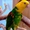  Желтоголовый амазон (Amazona oratrix) ручные птенцы из питомника #930269