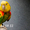  Желтоголовый амазон (Amazona oratrix) ручные птенцы из питомника - Изображение #4, Объявление #930269