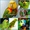 Амазоны - ручные птенцы из питомника #633439