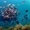 Дайвинг клуб «Нептун» предлагает лучший отдых на черноморском побережье – погруж - Изображение #4, Объявление #1687519