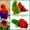  Благородный попугай (Eclectus roratus) - ручные птенцы из питомника  #644537
