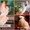 Молуккский какаду  (Cacatua moluccensis)  - ручные птенцы из питомника
