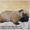 Щенки французского бульдога из питомника РКФ - Изображение #3, Объявление #1690740