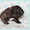 Щенки французского бульдога из питомника РКФ - Изображение #2, Объявление #1690740