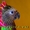 Веерный попугай - ручные птенцы из питомника #648359