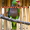 Винногрудый амазон (Amazona vinacea) - ручные птенцы из питомника - Изображение #2, Объявление #1696280