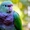 Винногрудый амазон (Amazona vinacea) - ручные птенцы из питомника - Изображение #3, Объявление #1696280