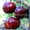 Плодовые крупномеры по низкой цене в Подмосковье  - Изображение #2, Объявление #1708082