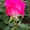 Саженцы роз напрямую из питомника - Изображение #1, Объявление #1708642